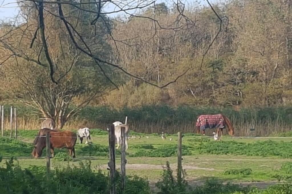 B&B Hoeve Dijkstal Logeren Op De Boerderij Sint Maarten Exterior foto